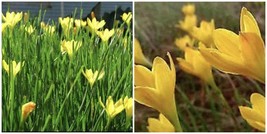 3 &quot;Citrina&quot; Rain Lily Bulbs/Zephyranthes - Top Size Bulbs - $45.99