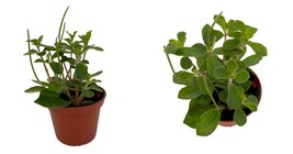 Peperomia verticillata - Belly Button Peperomia Plant - 2.5&quot; Pot - £28.93 GBP