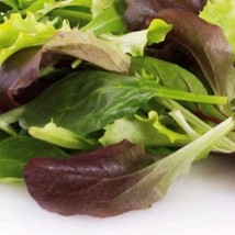 1000 Seeds Gourmet Mixed Green Lettuce Non-GMO | Fresh Garden Seeds - £12.55 GBP