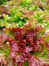 Prizehead Leaf Lettuce 100 Seeds Tasty In Salad Garden Beautiful USA - £12.34 GBP