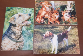 Lot of  Vintage Collection of  Postcards with Dogs - $16.73