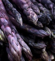 Purple Passion Asparagus Plants Crowns Roots Bare Root 50 Ea - £58.95 GBP