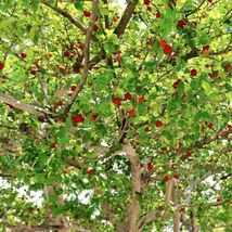 Pitanga (Eugenia uniflora) Surinam cherry Tropical Live Fruit Tree 12”-24” - £53.49 GBP
