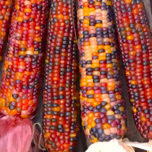 FROM USA  Blender Ornamental Corn Seeds | Miniature Indian Rainbow Red 2024 Fast - £4.70 GBP