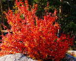 Autumn Brilliance Serviceberry- Red Fall Color-Spring Flowers- Delicious... - $27.67+