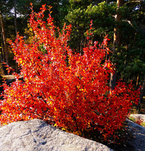 Autumn Brilliance Serviceberry- Red Fall Color-Spring Flowers- Delicious... - £22.11 GBP+