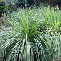 Cymbopogon Lemon Grass Aromatic, Fragrant Ornamental &amp; Culinary Herb 25   From U - $6.55