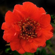 USA SELLER Geum Chiloense Avens Mrs. J Bradshaw Red Double Geum 100 Seeds Free S - $17.60