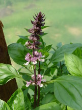 250 Green Tulsi Holy Basil Ocimum Sanctum Tenuiflorum Herb Flower Seeds Fresh Se - £11.76 GBP