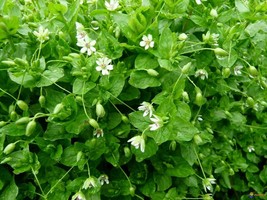 Common chickweed - Stellaria media - 500 seeds (E 155) - £3.12 GBP
