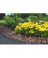 100 HEIRLOOM Common Evening Primrose SEEDS - $3.87 CAD