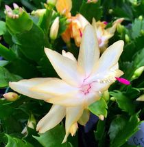 4&quot; Pot Zygocactus Yellow Christmas Cactus Live Plant Best Gift Xmas - £46.35 GBP