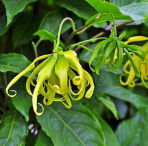 Ylang Ylang pkt 5 Tree Vine Seeds CANANGA ODORATA exotic perfume fragran... - £3.64 GBP