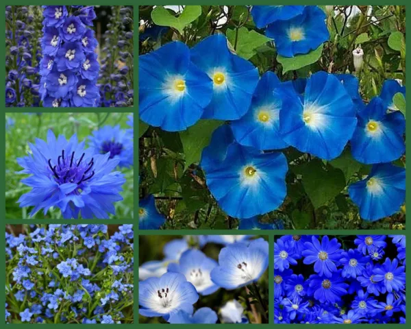 I&#39;Ve Got The Blues Blue Flowers Special 6 Full Size Packs Blue Flower Fresh Seed - £15.98 GBP