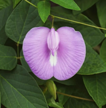 10 Pc Seeds Clitoria Ternatea Pink Flower, Butterfly Pea Seeds for Planting | RK - £20.14 GBP