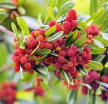 Fresh Yumberry Tree Seeds 10 Seeds Yangmei Tree Myrica Rubra Exotic - £16.90 GBP