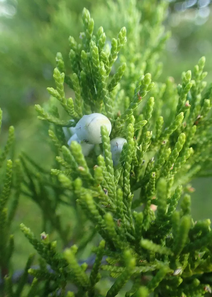 FARM 50 Eastern Red Cedar Hedge Shrub Tree Juniperous Virginiana Bulk Seeds - $9.25