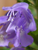 BPA 50 Seeds Purple False Dragon Dragons Head Obedient Plant Dracocephalum Flowe - £7.91 GBP