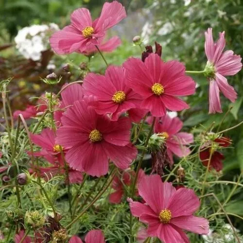 Cosmos Dazzler 5 Tall 2 4 Blooms Pollinators Butterflies 200 Fresh Seeds for Pla - £14.06 GBP