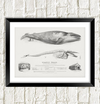 Blue Whale Print: Vintage Whale Anatomy Art Illustration-
show original title... - £5.76 GBP+