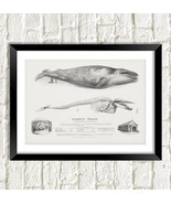 Blue Whale Print: Vintage Whale Anatomy Art Illustration-
show original ... - £5.66 GBP+