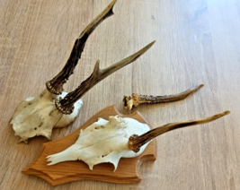 vintage Real  Skull with Horns, white bone, animal skull. Original 1970-... - $29.70