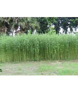 LKS Corchorus Capsularis 20 Seeds White Jute Plants Annual Perennial Hom... - €8,96 EUR