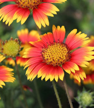 600+ Indian Blanket Flower Seeds Heirloom Nongmo Hummingbird Bee Magnet - $8.99