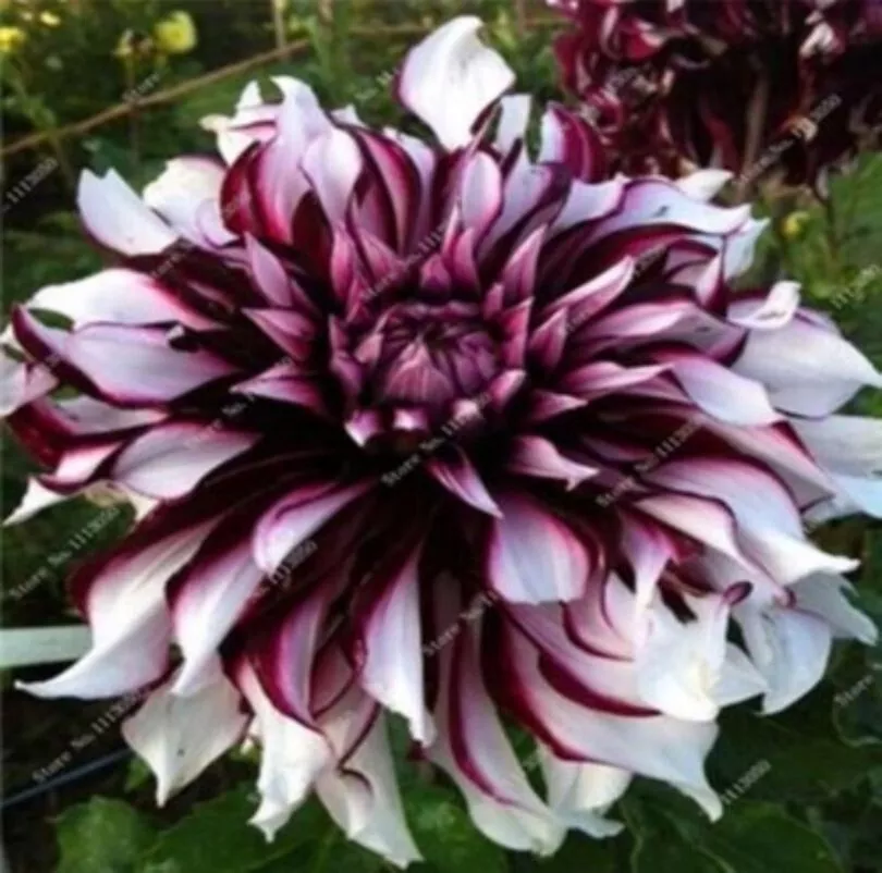 Beautiful Perennial Dahlia Flowers Seeds 20PCS - £6.08 GBP