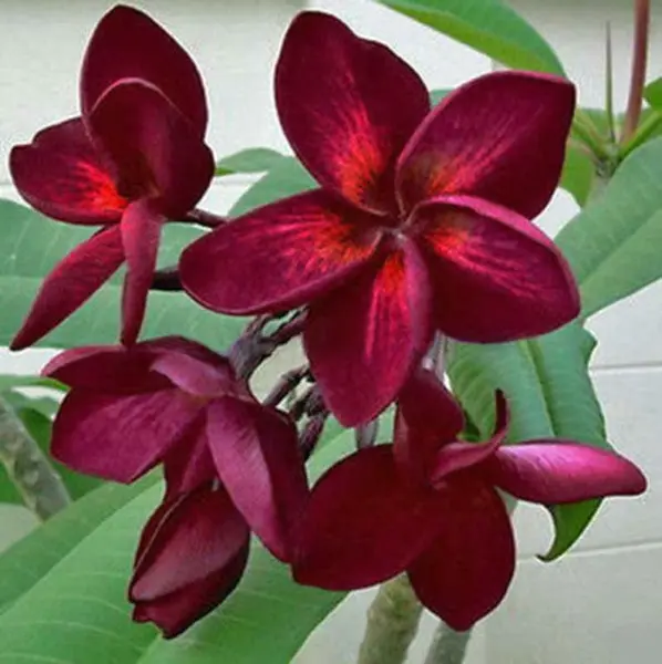 Fresh 5 Dark Red Plumeria Seeds Plants Flowerrs Perennial See - £7.95 GBP