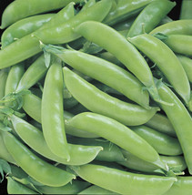 Bloomys 140 Seeds Super Sugar Snap Pea SeedsUS Seller - $10.38