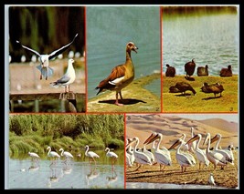 South West Africa Swa Postcard - Variety Of Birds G3 - £2.36 GBP