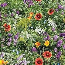 FREE SHIPPING 600 Mountain Wildflower Mix Seeds 19 Stunning & Beautiful Species - $12.98