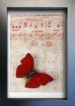Vintage Music Paper Red Heart Cymothoe Sangaris Real Butterfly Framed Shadowbox  - £39.86 GBP