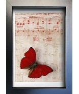 Vintage Music Paper Red Heart Cymothoe Sangaris Real Butterfly Framed Sh... - $68.07 CAD