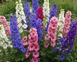 Mr Fothergill&#39;S Larkspur Dwarf Mix Oh Sow Simple Heirloom Seeds - $25.53