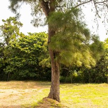 Casuarina Equisetifolia Seeds - Grow Your Own Suru Tree, Australian Pine Home Ga - £5.99 GBP