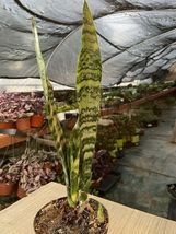 Mother-In-Law&#39;s Tongue Sansevieria trifasciata Black Coral Snake Plant - £39.81 GBP