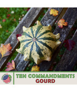 10 SEEDS TEN COMMANDMENTS CROWN OF THORNS GOURD RAPID RESULTS FROM HEIRL... - $8.35