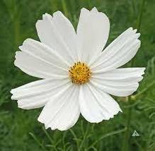50 Cosmos &quot;Purity&#39; White&quot; Seeds Long Lasting Flower Annual - £14.30 GBP