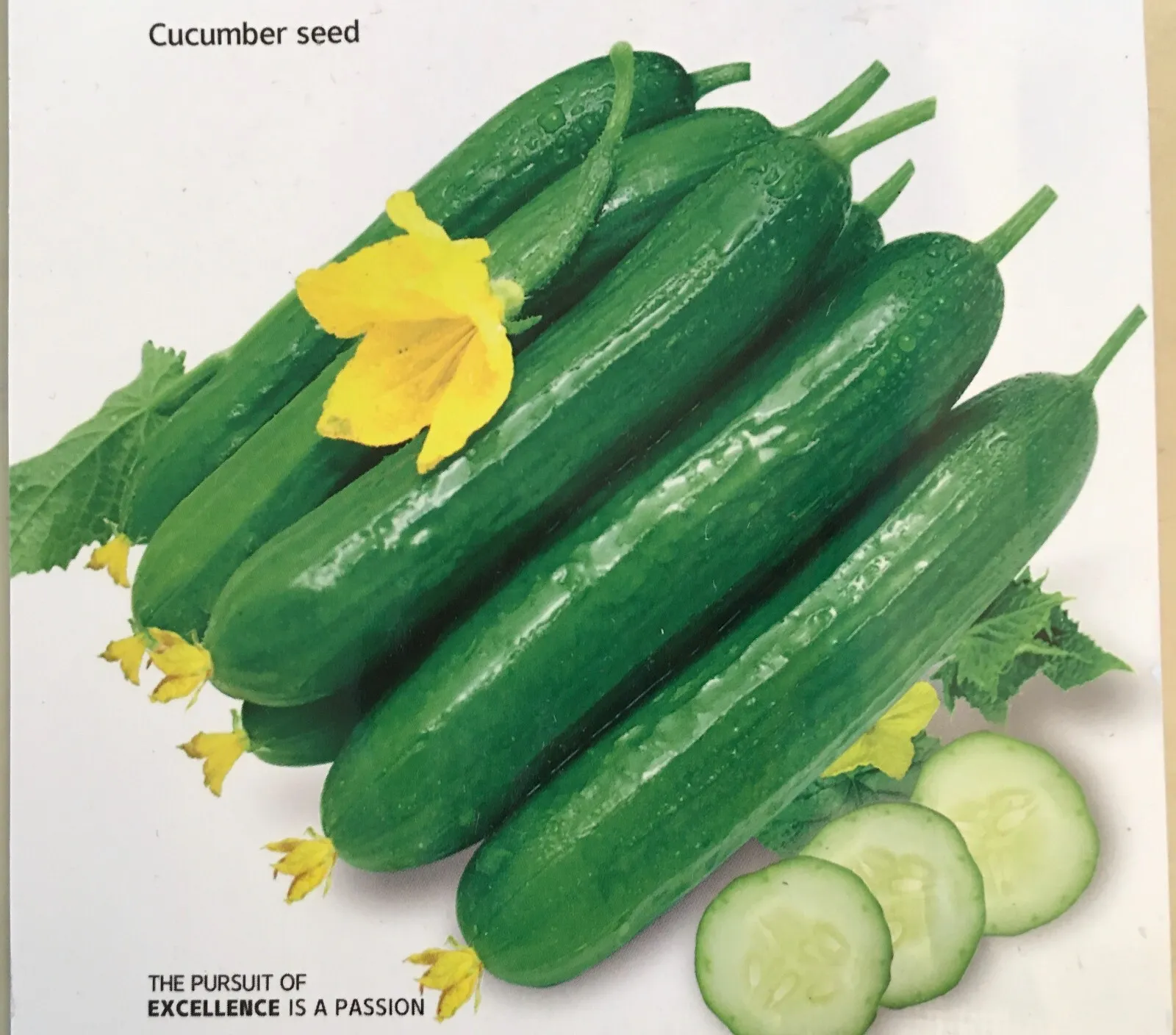 Chinese Fruit Cucumber 15 Seeds Fast Shipping - £6.86 GBP