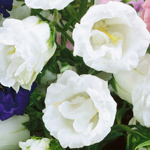 50 Campanula White Double Canterbury Bells Seeds Perennial Flower - £14.04 GBP