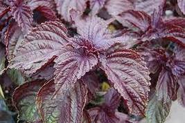 Free Shipping 350 Purple Shiso Seeds Perilla Japanese Basil Red Mint NON-GMO - £10.38 GBP