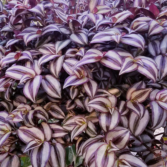 SGH Tradescantia Zebrina Purple Tinge 3.5 until 4 Inch Pot USA Seller - £19.25 GBP