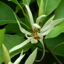 Aromatic Michelia Alba Flower Magnolia Plant, 100 SEEDS D - £11.24 GBP