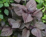 Purple Shiso Seeds Perilla Japanese Basil Red Mint NON-GMO Variety Sizes - £2.39 GBP