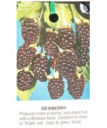 Austin Dewberry 1 Gal. Live Plant Delicious Nutritious Health Plants Dew... - $33.90