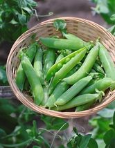 Fresh 25 Burpee Cascadia Sweet Pea Seeds Sweet and Crisp Garden  - $3.31