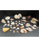 39 Vintage Shell &amp; Coral Lot Florida Mexico - $3,207.40 MXN