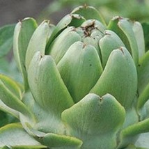 20 Green Globe Artichoke Seeds New Fresh Seeds USA - £10.85 GBP